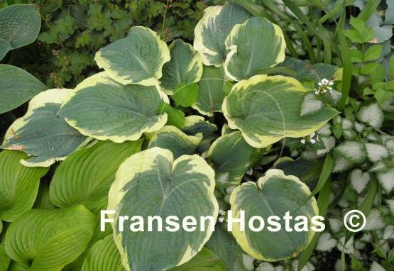 Hosta Northern Exposure